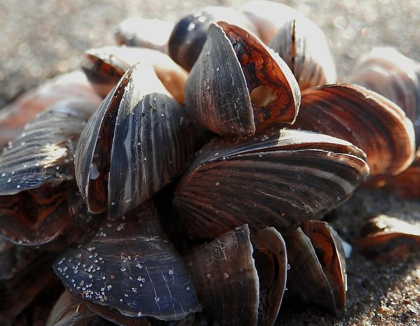 Quagga mussels on the shores of Lake Erie, Ontario, Canada