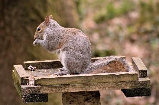 Grey squirrels, native to North America, but, since the late 19th century, an invasive species in Britain
