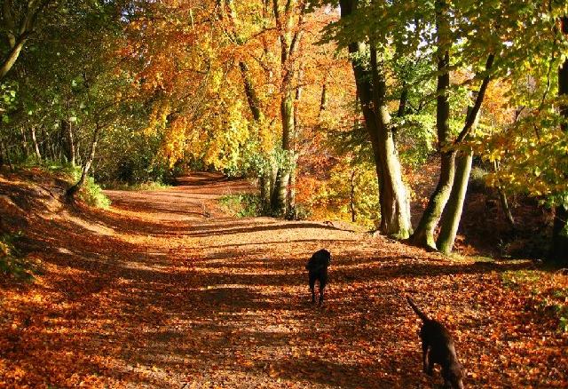 Autumn colours in a deciduous wood