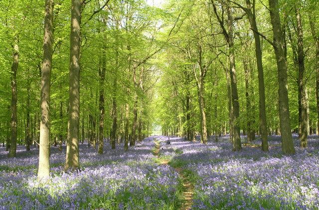 Bluebells and newly leafing trees during spring