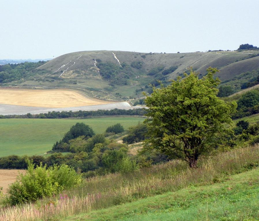 The chalk escarpment of the Dunstable Downs
