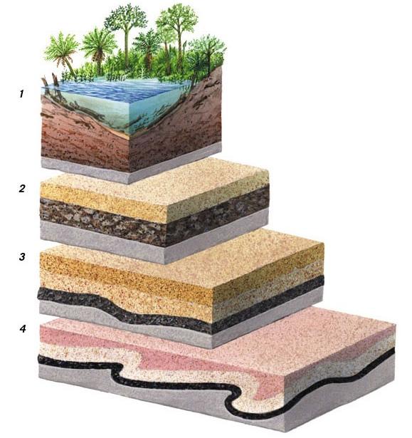 Diagram showing stages in the formation of coal