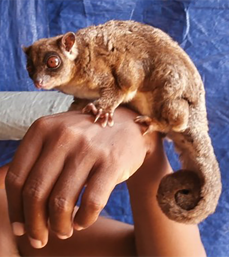 A young adult ring-tailed glider