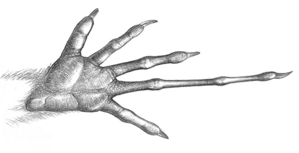 Hand of the pygmy long-fingered possum, with its greatly elongated fourth finger