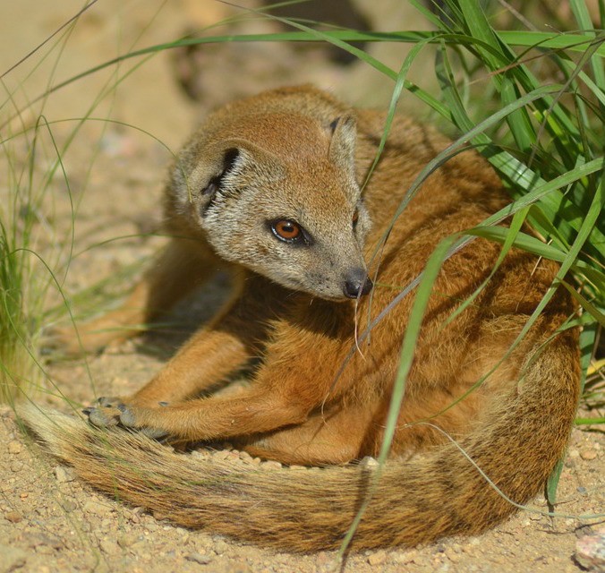Yellow mongoose