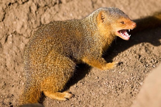 Dwarf mongoose