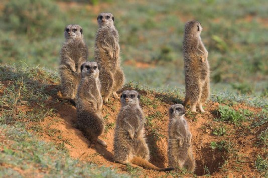 A family of meerkats on the alert