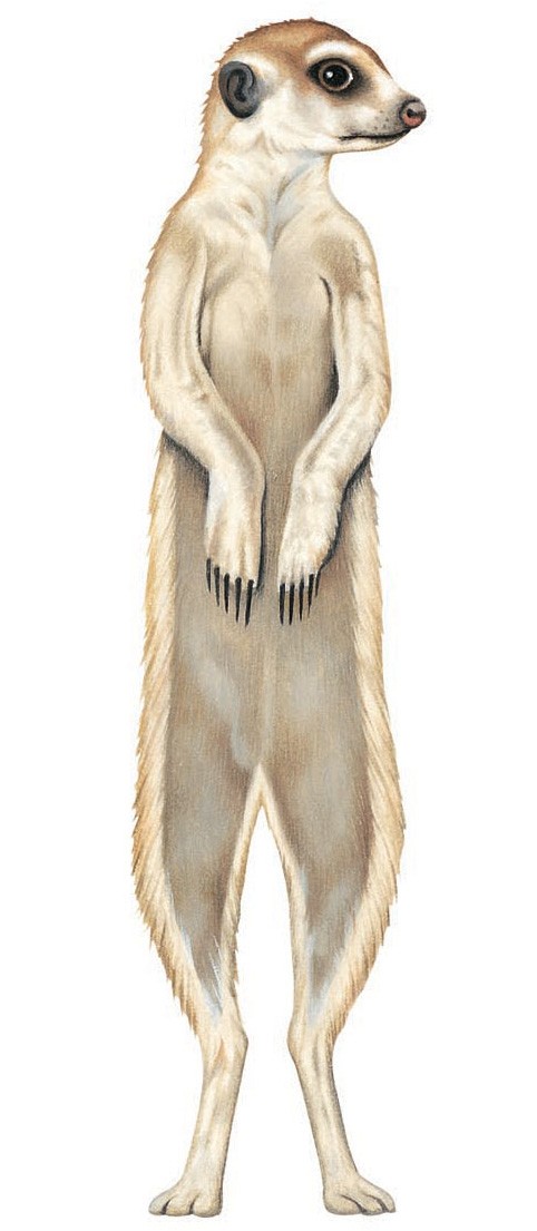 Meerkat