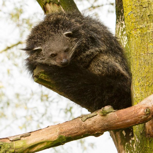 Binturong