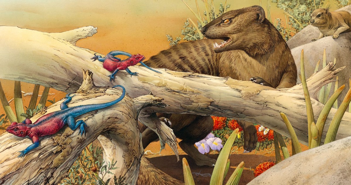 A banded mongoose attacks a lizard
