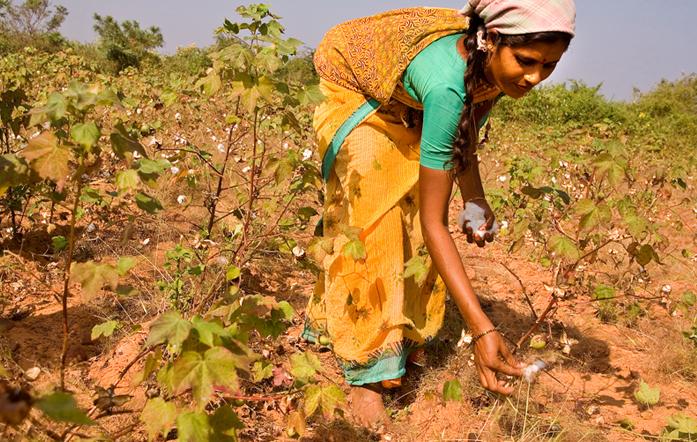 A farmworker picks cotton in Andhra Pradesh, India.