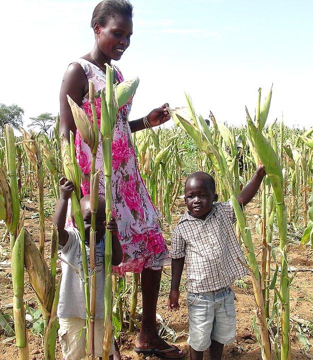 A crop of maize in Uganda