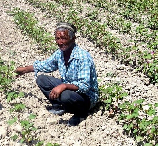 A farmworker inspects his crops in Kyrgyzstan.