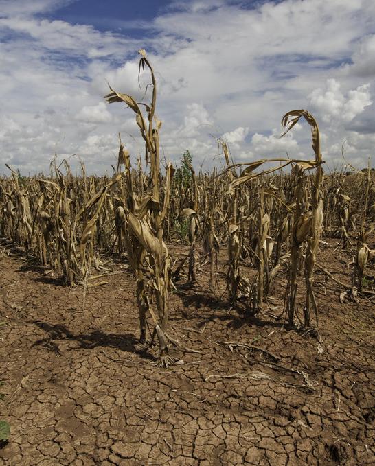 The effect of drought on a field of maize in Texas