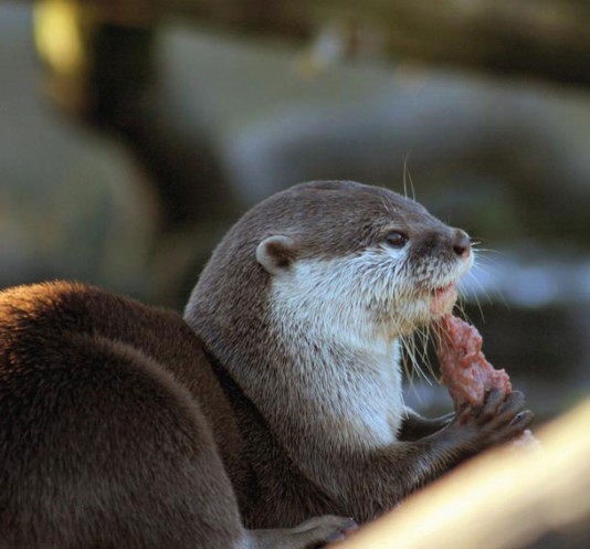Asian short-clawed otter