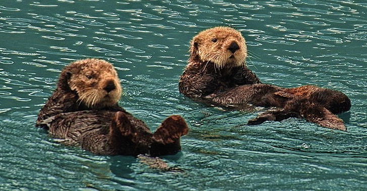 Sea otters