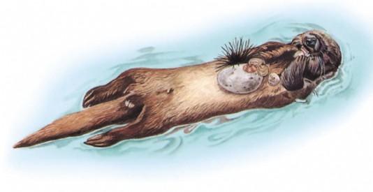 Sea otter cracking open shells