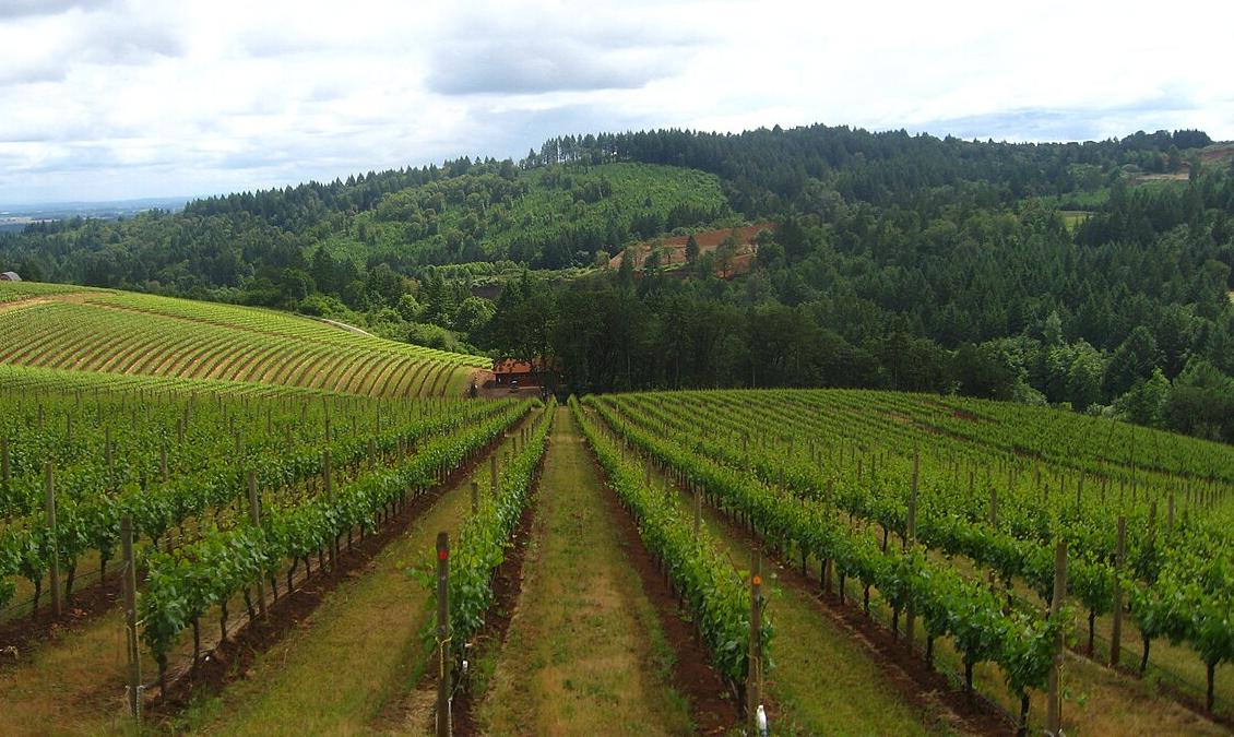 A vineyard in the Willamette Valley, Oregon