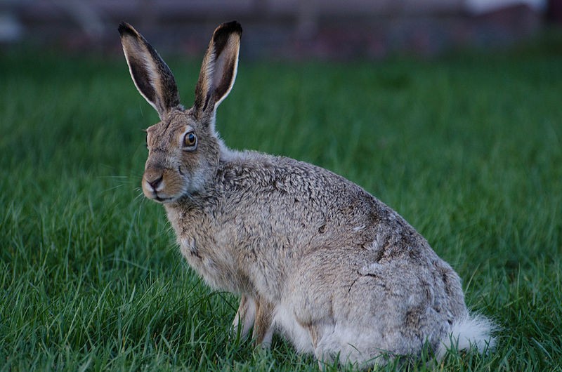 White-tailed jackrabbit