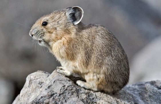 American pika