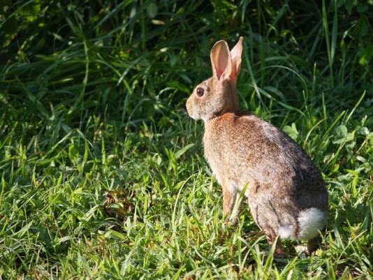 Cottontail rabbit