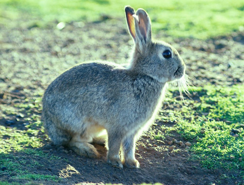 European rabbit