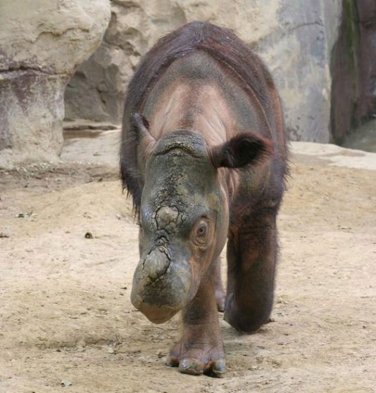 Sumatran rhinoceros