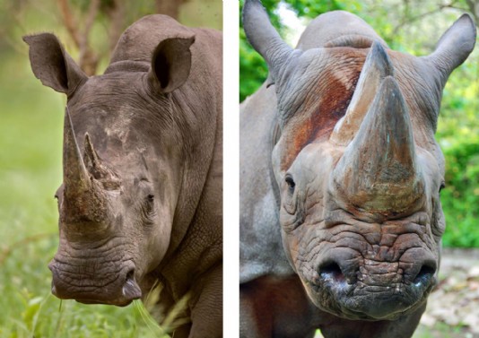 White (left) and black (right) rhino lips compared