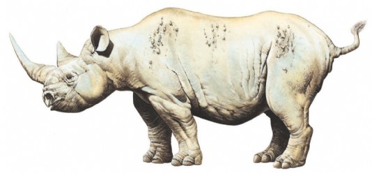 Black rhinoceros