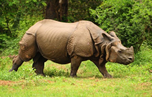 Indian rhinoceros