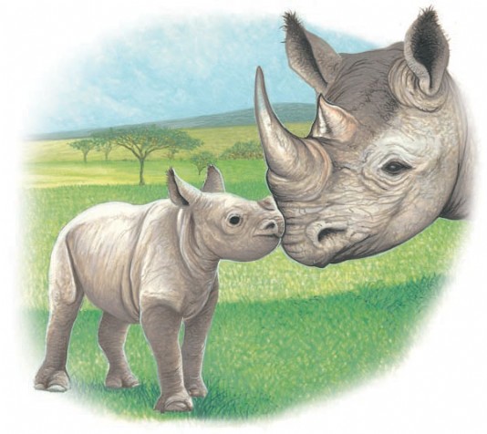 Black rhinoceros with calf