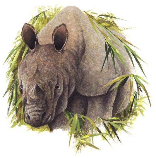 Javan rhinoceros