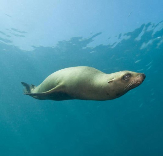 California sea lion