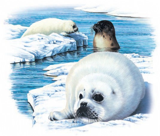 Harp seal pup