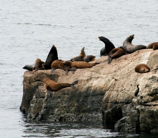 Sea lion rookery