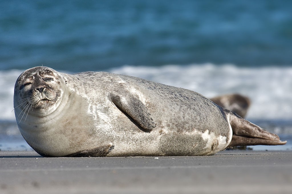 Harbour seal