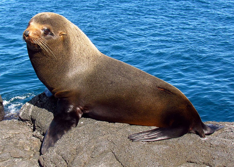 Galápagos fur seal