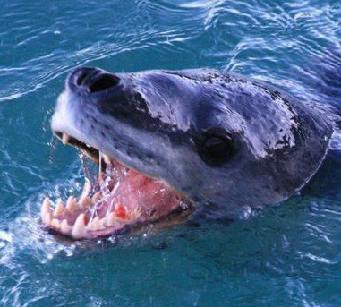 Leopard seal teeth