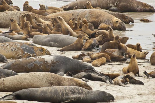 Sea lions and elephant seals on a beach