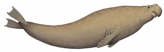 Northern elephant seal
