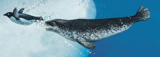 Leopard seal