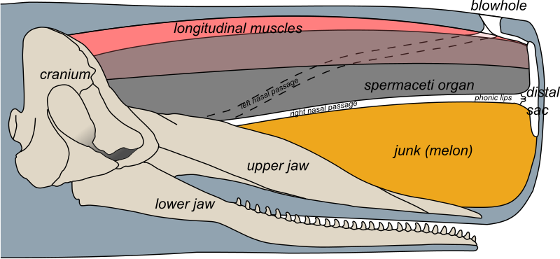 Anatomy of a sperm whale's head
