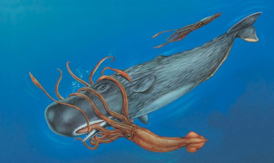 A sperm whale grapples with a colossal squid