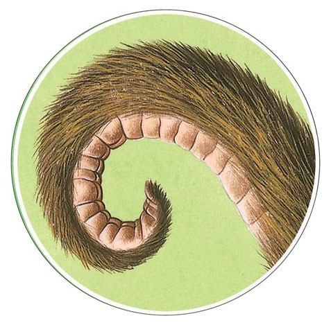 A spider monkey's tail