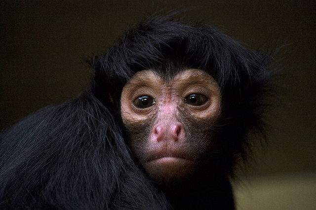 Black-headed spider monkey