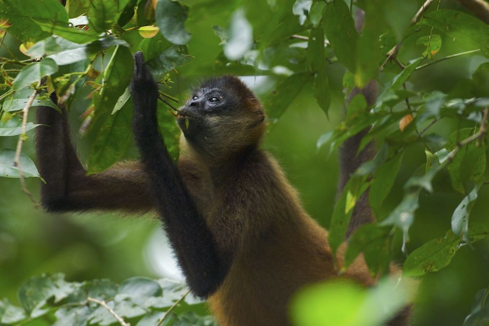 Geoffroy's spider monkey