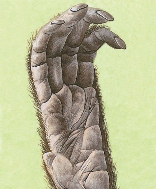 A spider monkey's thumbless hand