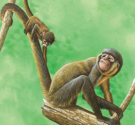 Spider monkey