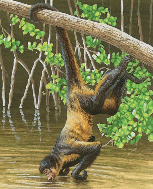 A spider monkey dangles from a branch to drink.