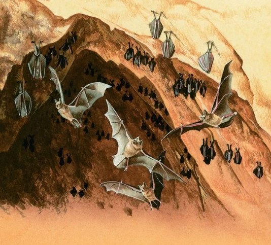 Mouse-eared bats roosting in a cave